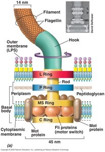 Diagram of flagellar motor and rings