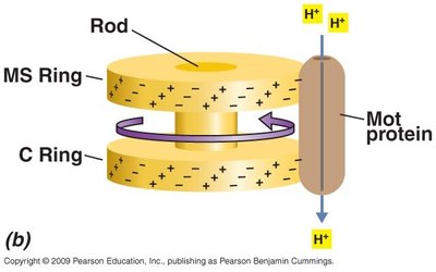 Ion motive force-driven rotation of flagellar motor