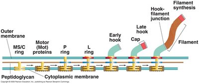 Flagellum assembly sequence