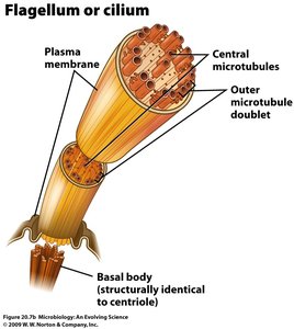 Structure of eukaryotic flagellum or cilium