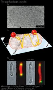 Peptidoglycan sacculus and its arrangement in bacterial cells
