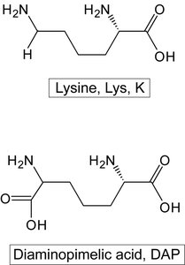 Structures of lysine and diaminopimelic acid