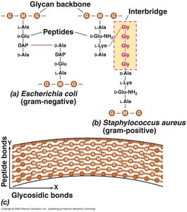Comparison of peptidoglycan crosslinks in E. coli and Staphylococcus aureus