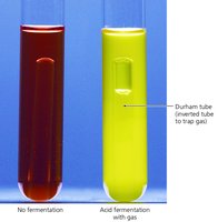 Carbohydrate utilization tubes