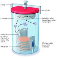 Anaerobic culture system
