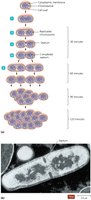 Binary fission