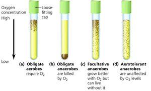 Thioglycolate tube oxygen requirements