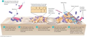 Biofilm development
