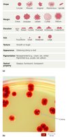 Bacterial colony characteristics