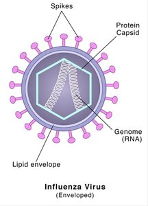 Diagram of influenza virus structure with spikes, capsid, genome, and envelope