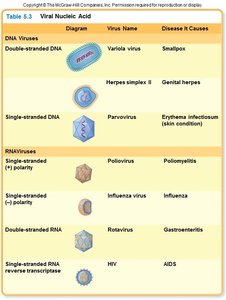 Table of viral nucleic acid types and associated diseases