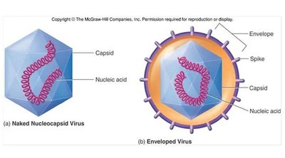 Comparison of naked and enveloped viruses