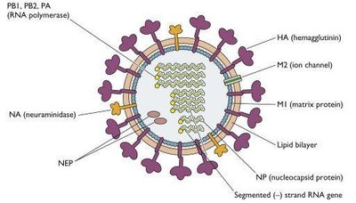 Diagram of helical, polyhedral, spherical, and complex virus morphologies