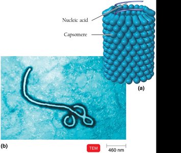 Helical virus structure (Ebola)