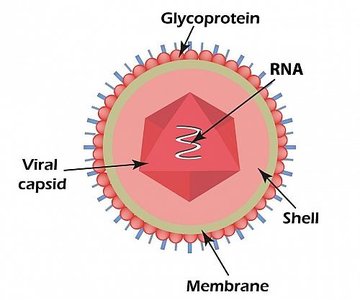 Enveloped virus structure