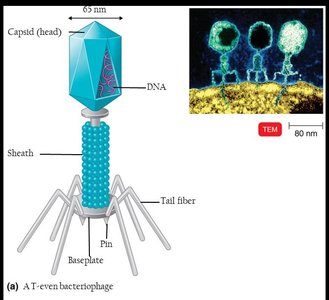 Complex virus (bacteriophage) structure