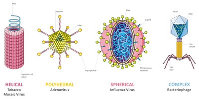 Diagram of influenza virus host range among animals and humans