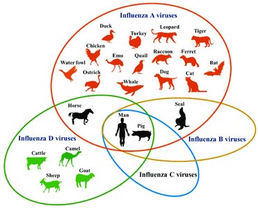 Zoonotic disease transmission between animals and people