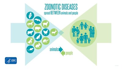 Diagram of antigenic shift in viruses
