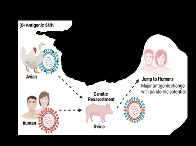 Diagram of viral replication steps in animal cells