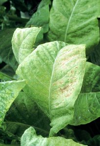 Tobacco mosaic disease on plant leaves