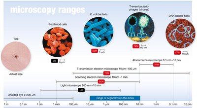 Microscopy ranges showing virus size relative to other biological structures