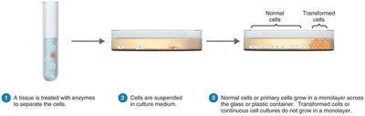 Cell culture process for growing animal viruses