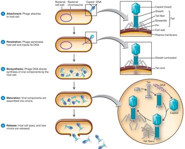 Lytic cycle of a T-even bacteriophage