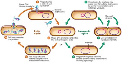Lysogenic cycle of lambdavirus bacteriophage