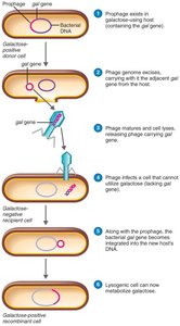 Specialized transduction by bacteriophage
