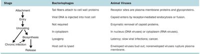 Comparison of bacteriophage and animal virus multiplication
