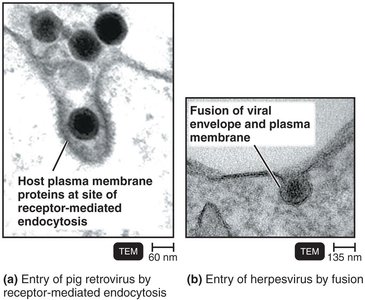 Entry of viruses into host cells