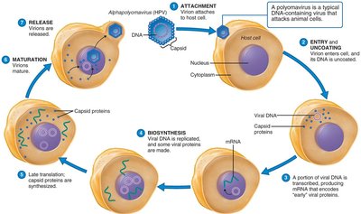 Replication of a DNA-containing animal virus