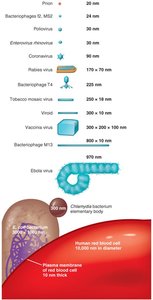 Relative sizes of viruses, bacteria, and cells