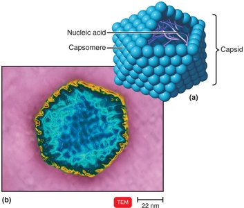 Polyhedral virus structure