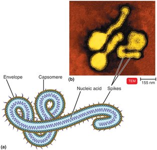 Enveloped helical virus structure