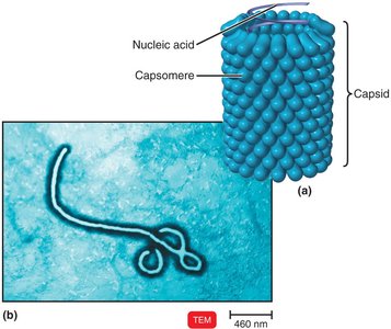Helical virus structure