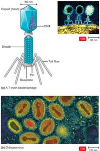 Complex virus structure (bacteriophage)