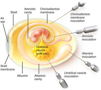 Inoculation of an embryonated egg