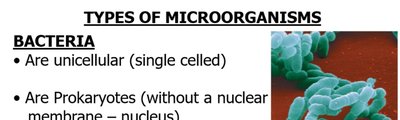 Bacteria: shapes and characteristics