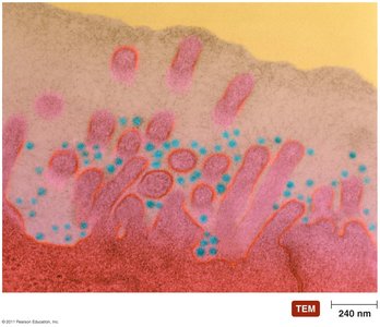 Rhinoviruses, the most common cause of colds