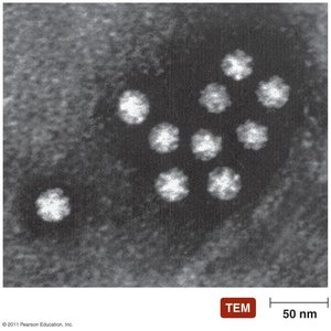 Viruses of the families Caliciviridae and Astroviridae