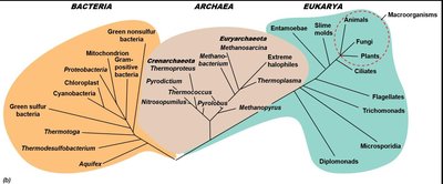 Tree of life showing Bacteria, Archaea, and Eukarya