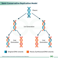 Semi-conservative replication model showing parental and newly synthesized DNA strands
