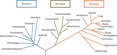 Phylogenetic tree showing Fungi among Eukarya