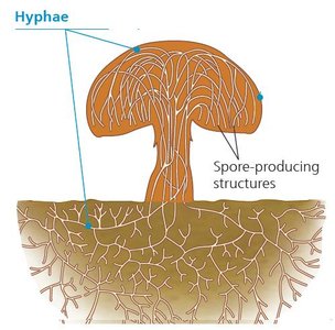 Diagram of mushroom structure showing hyphae and mycelium