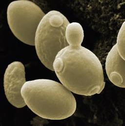 SEM image of Saccharomyces cerevisiae budding