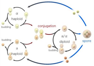 Diagram of yeast life cycle: haploid, diploid, conjugation, and spore formation