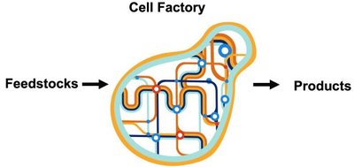 Schematic of a yeast cell factory converting feedstocks to products