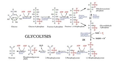 Detailed glycolysis pathway diagram
